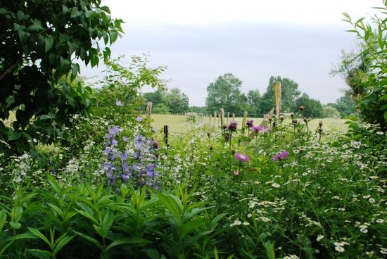 Camomilles, campanules, ancolies et bleuets vagabondent dans les plates bandes, créant des ambiances au charme naturel. 